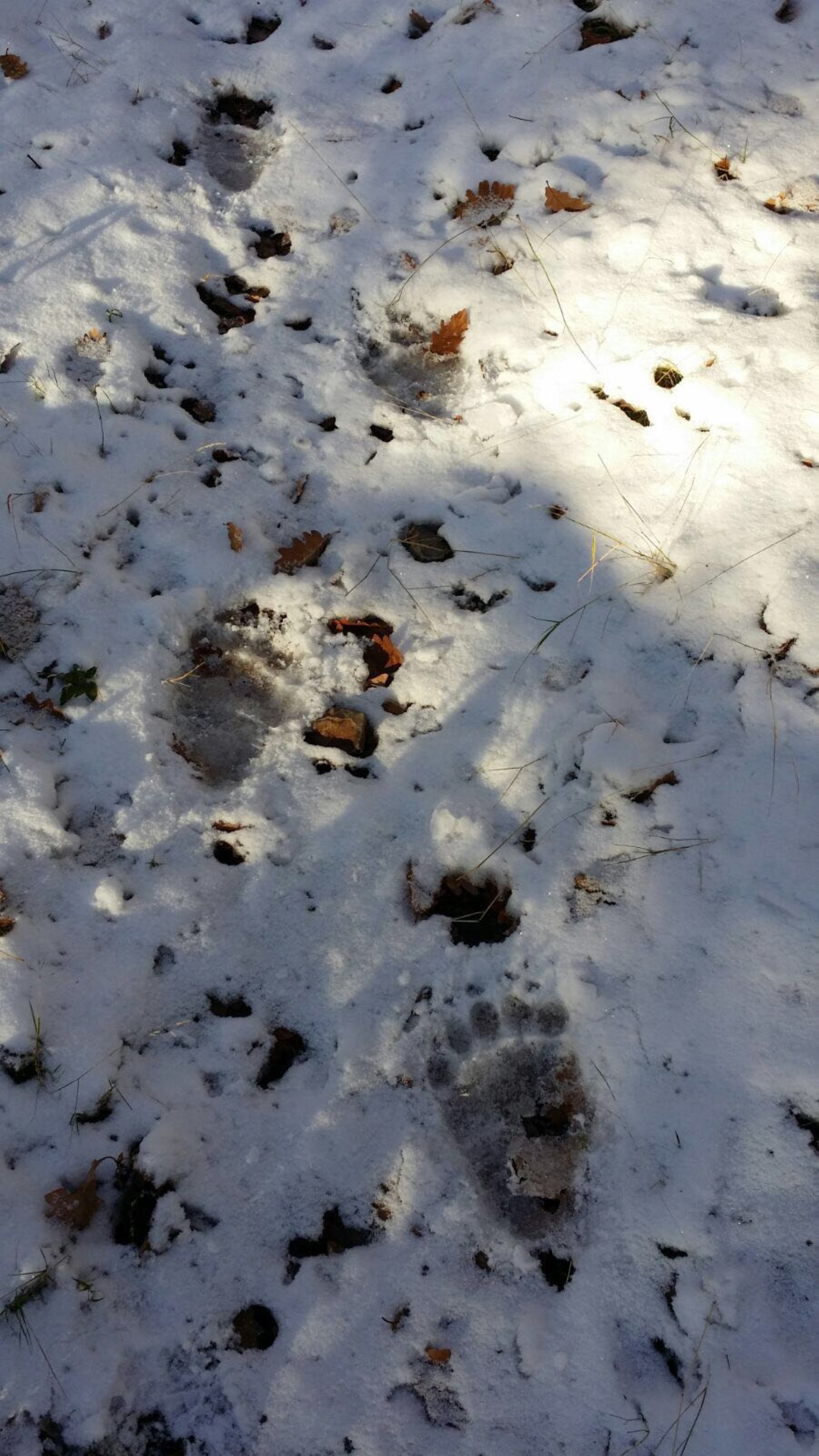Imagen de Observación: Oso y Berrea